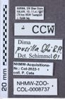 Etiketten zu Dima pusilla (NHMW-ZOO-COL-0008737)